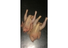 Свежее домашнее куриное мясо